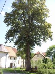 Twenty meters high lime tree in Šmartno - in the background the parish church of St. Martin